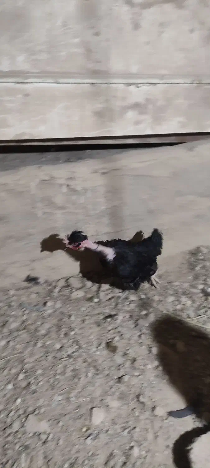 مرغ|حیوانات مزرعه|چنگ الماسی, |دیوار