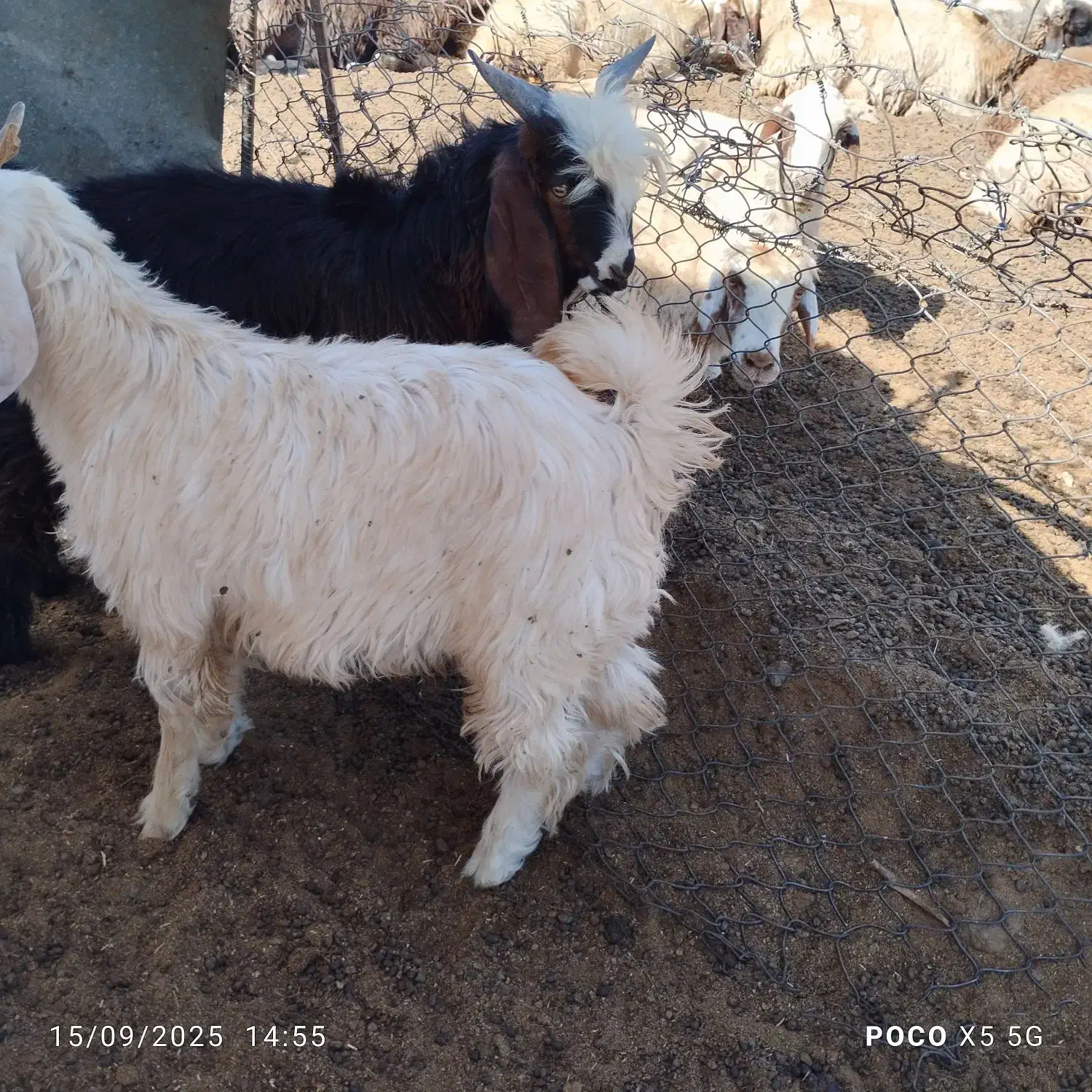 یک عدد بزغاله نر چاق باب سر بریدن|حیوانات مزرعه|صحنه, |دیوار