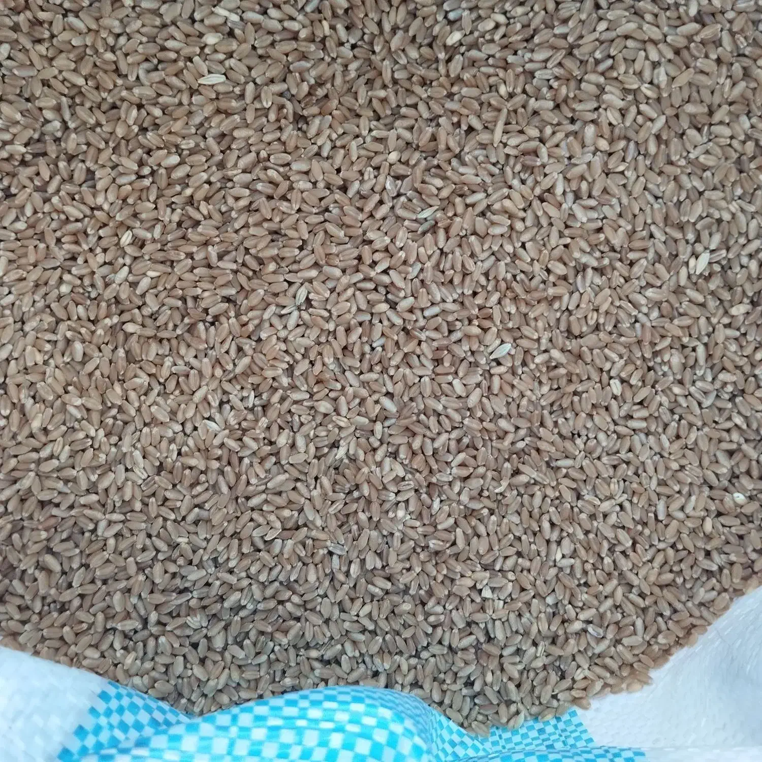 بذر گندم پیراگم|لوازم جانبی حیوانات|پارسآباد, |دیوار