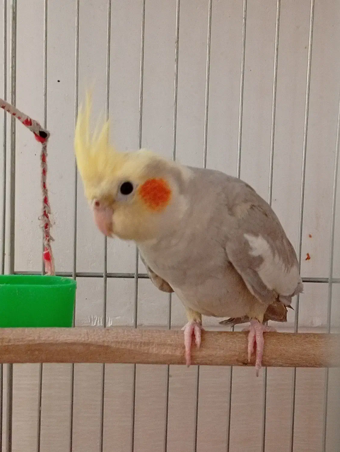 جوجه عروس هلندی|پرنده|خمینیشهر, |دیوار