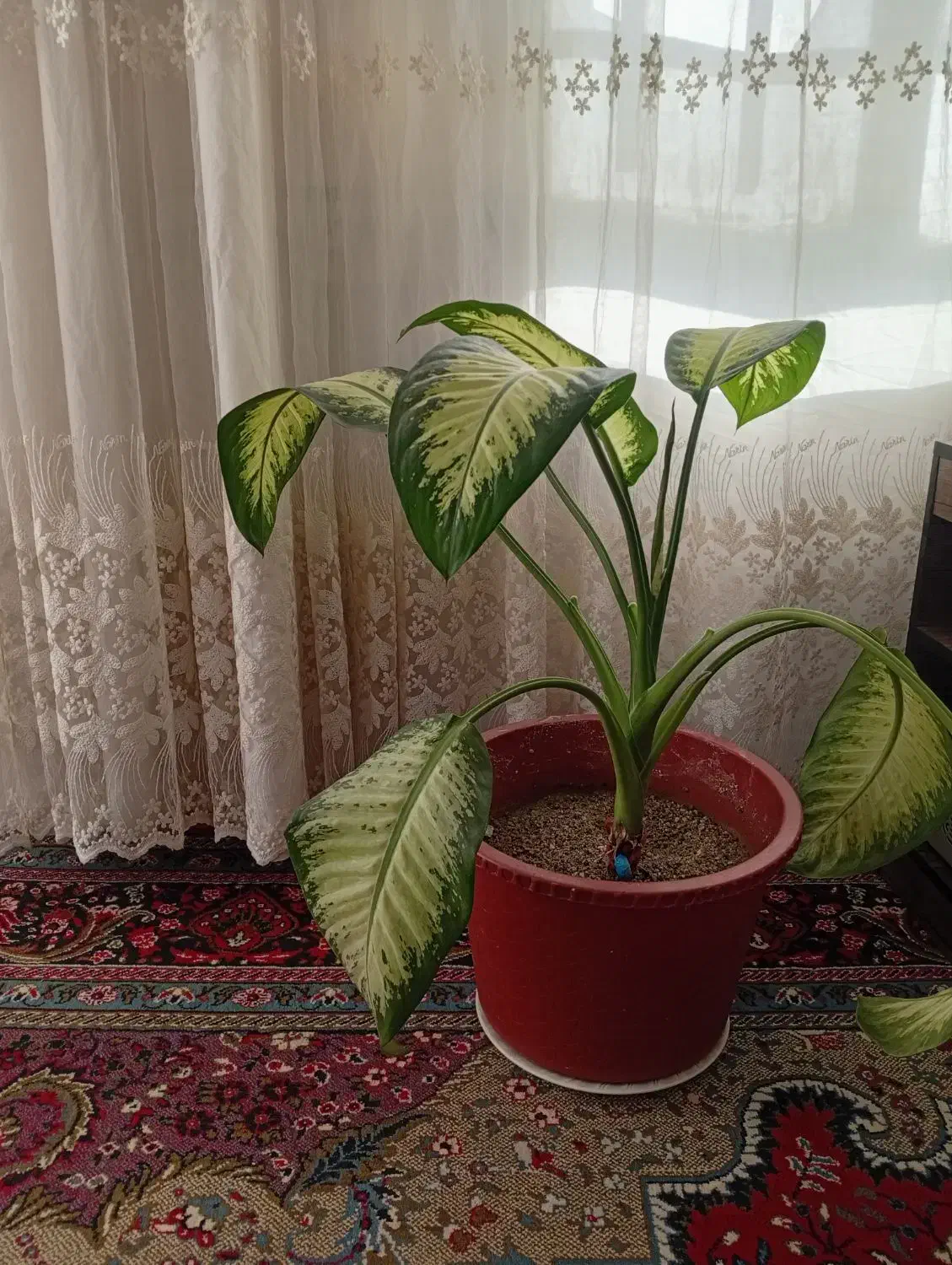 گل زیبا|گل و گیاه طبیعی|اشترینان, |دیوار