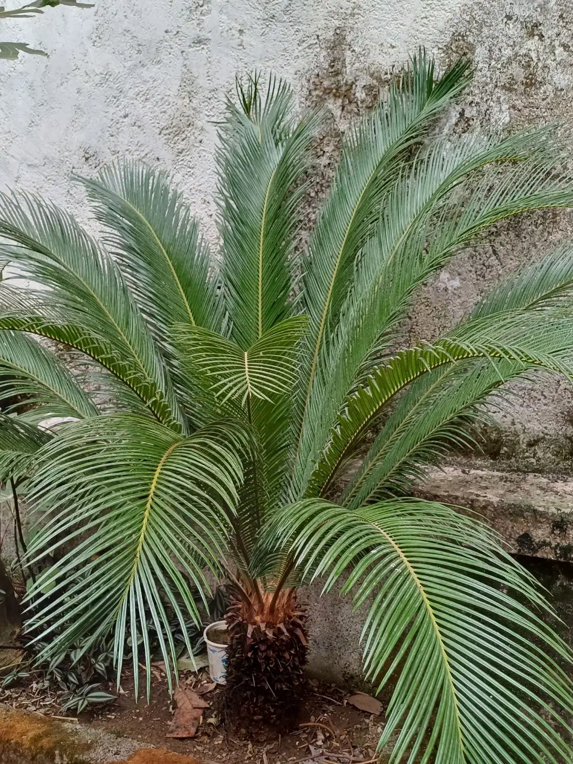 سالم و زیبا|گل و گیاه طبیعی|رشت, نیکمرام|دیوار