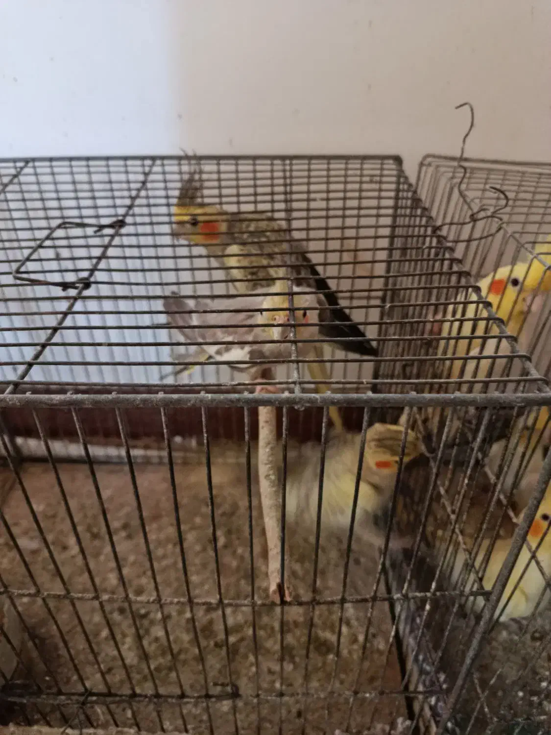 طوطی عروس بالغ به قیمت پیشنهادی و منصفانه شما|پرنده|رودبنه, |دیوار