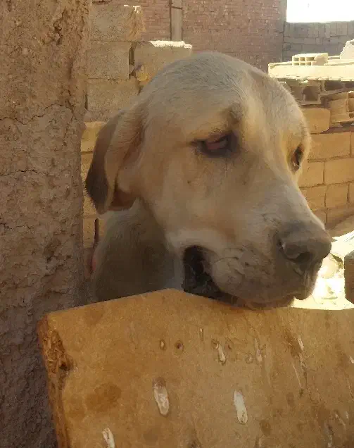 سگ  پژدر|سگ|رفسنجان, |دیوار