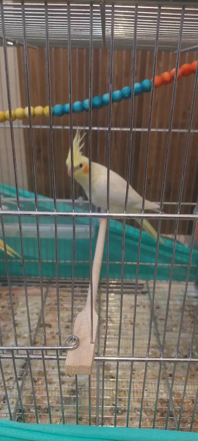 عروس هلندی|پرنده|فرخ‌شهر, |دیوار