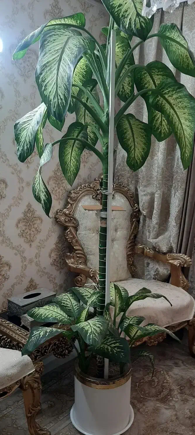 دیفن باخیا با گلدان|گل و گیاه طبیعی|ری, سیزده آبان|دیوار