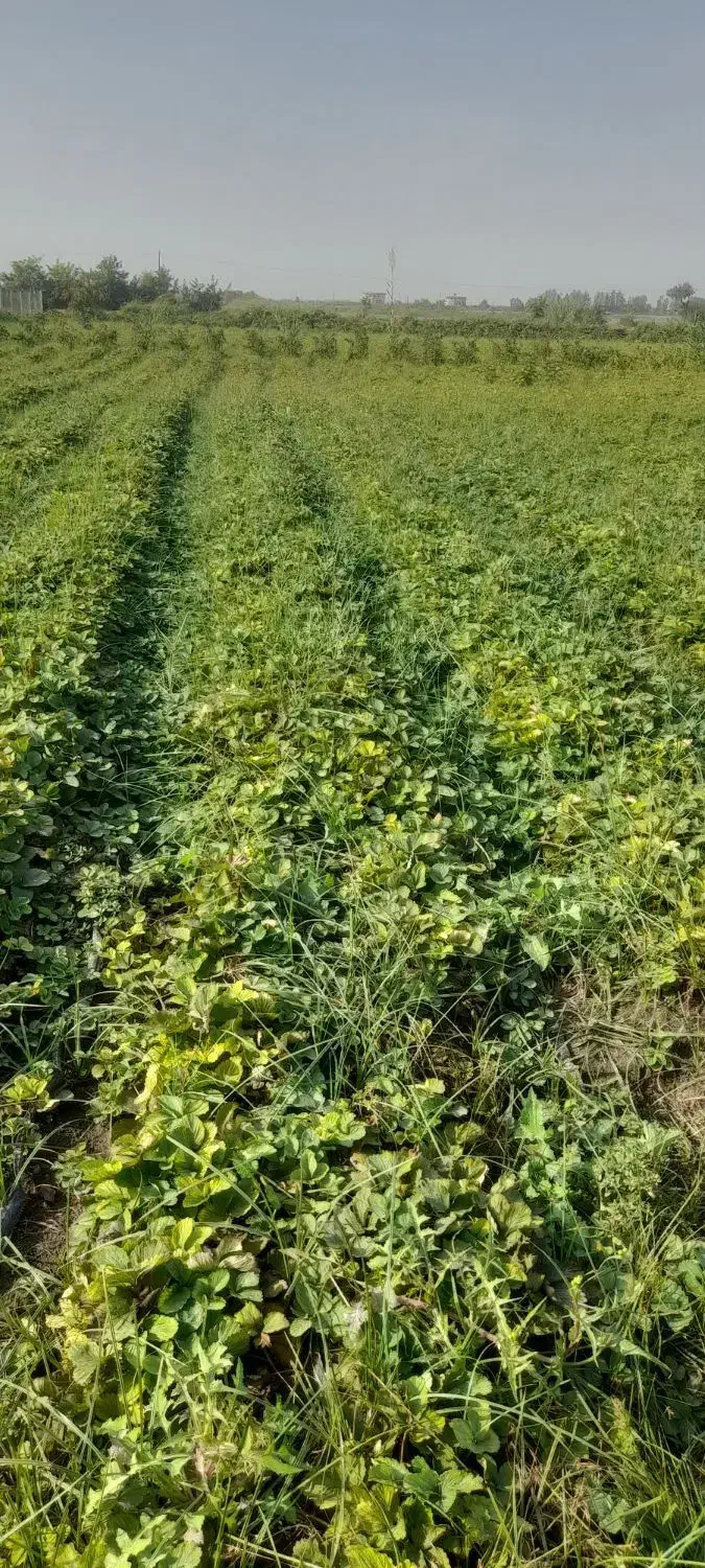 نهال توت فرنگی سابرینا|گل و گیاه طبیعی|خان ببین, |دیوار