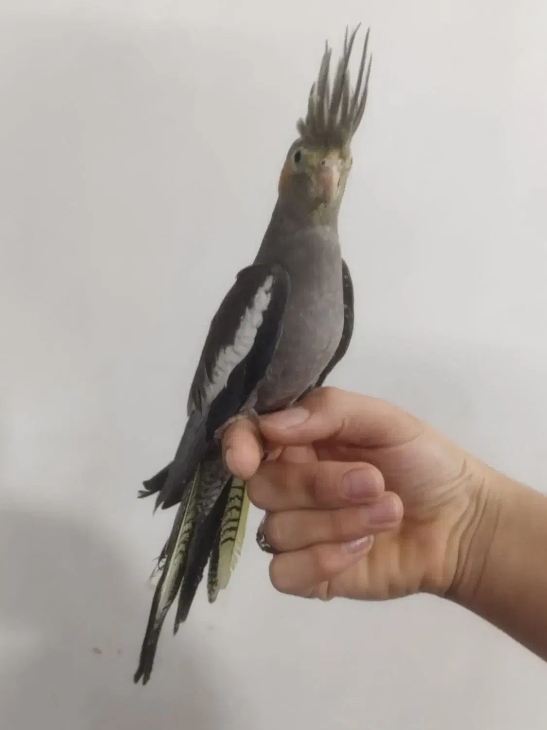 جوجه عروس هلندی های نر و ماده رام دستی|پرنده|پاکدشت, پاکدشت (مامازند)|دیوار