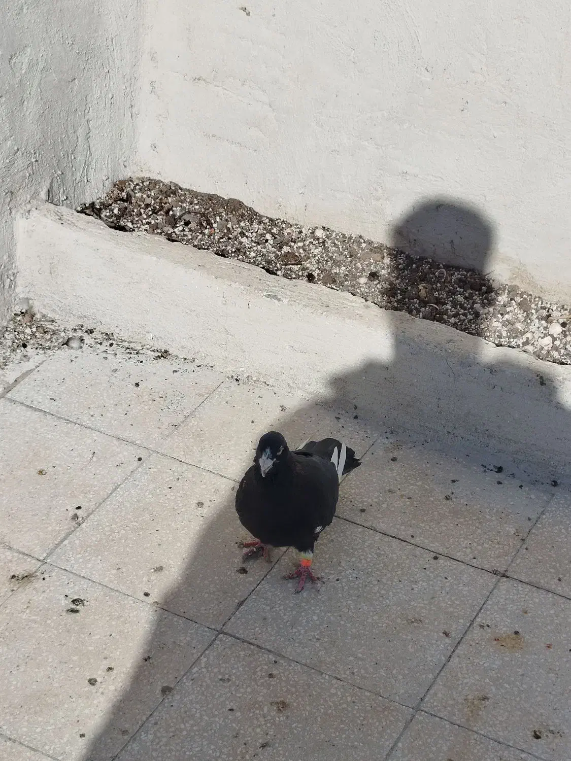 کفتر قره سیاه|پرنده|سبزوار, طبرسی (جعفرآباد)|دیوار