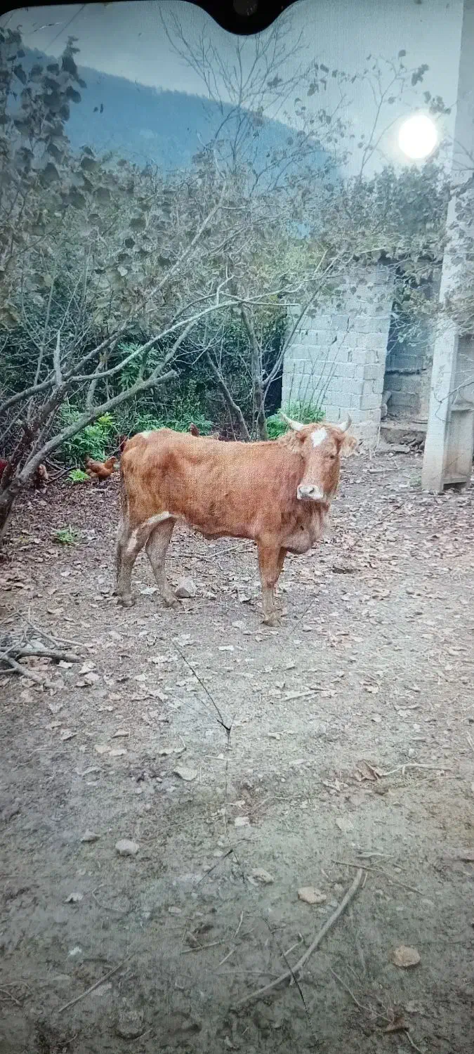 گاو محلی جوان|حیوانات مزرعه|رحیم‌آباد, |دیوار