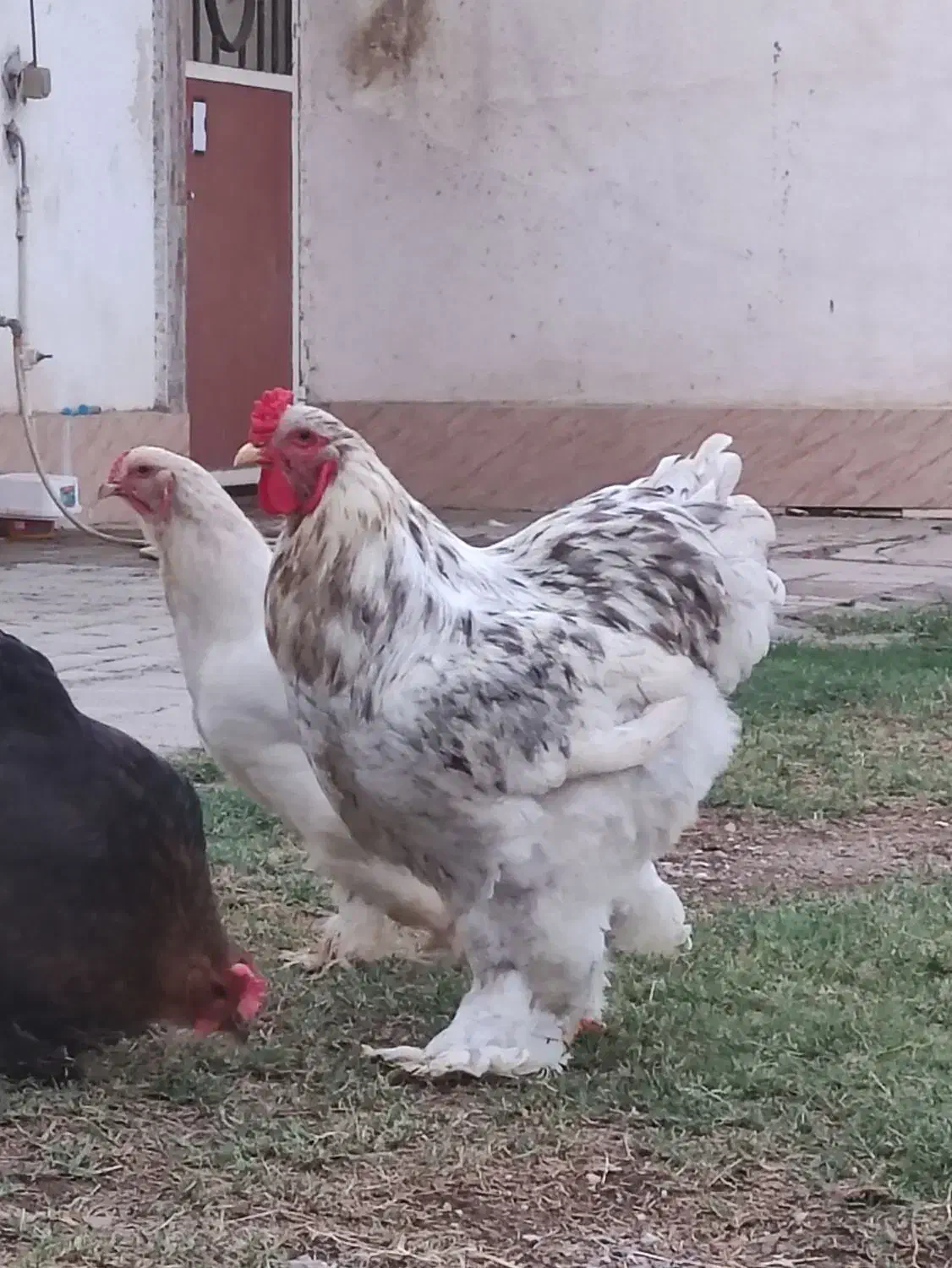 تخم نطفه دار|حیوانات مزرعه|گنبد کاووس, |دیوار