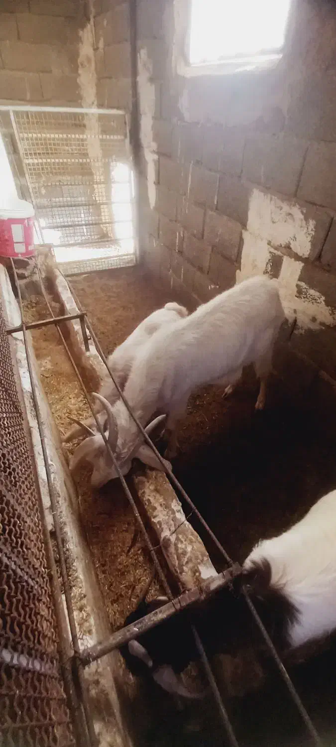 دو تا بز ماده و دوتا بزغاله|حیوانات مزرعه|هشتگرد, هیو|دیوار