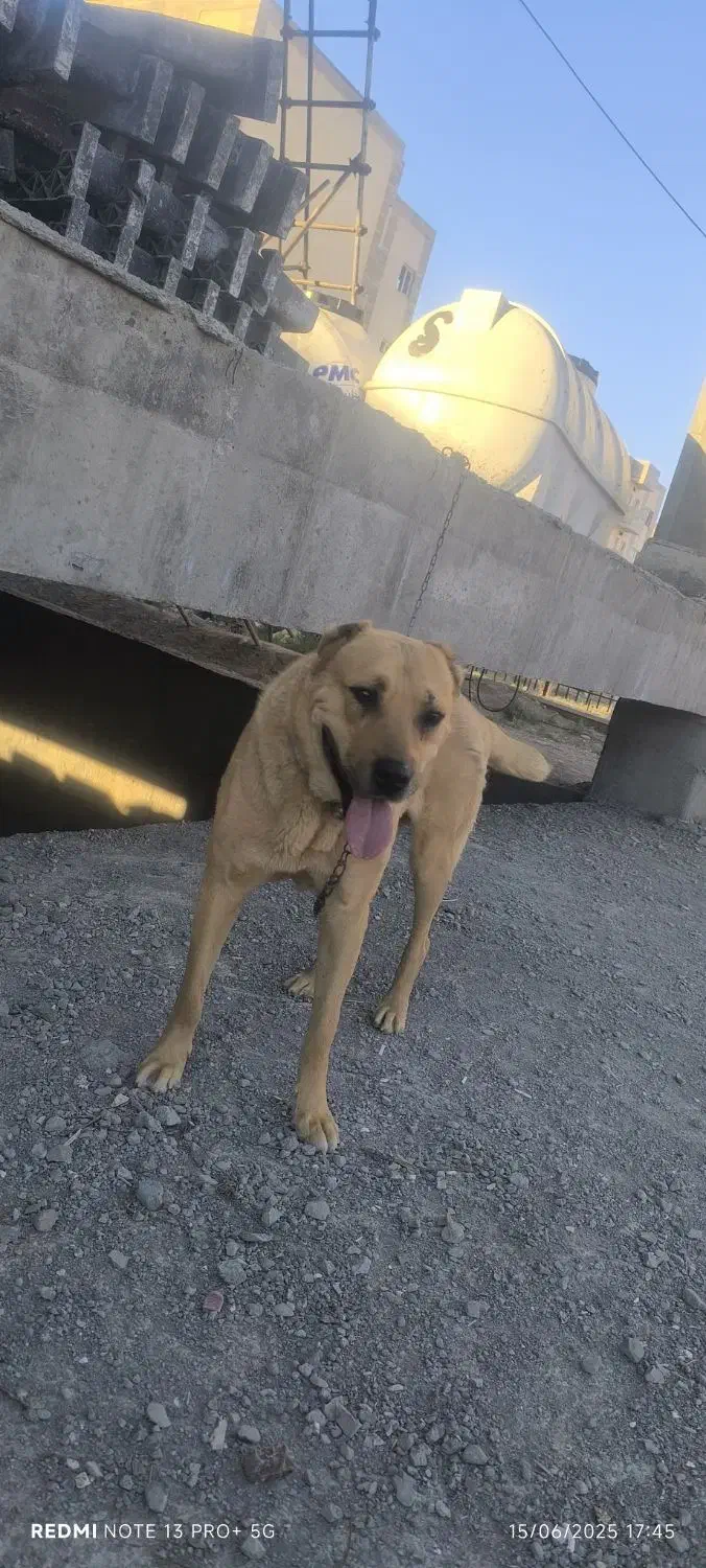 سگ سرابی|سگ|گلبهار, شهر جدید گلبهار|دیوار