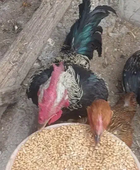 مرغ و خروس|حیوانات مزرعه|اردبیل, |دیوار