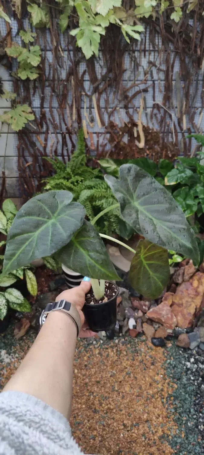 آلوکازیا رگال شیلد|گل و گیاه طبیعی|خمینی‌شهر, |دیوار