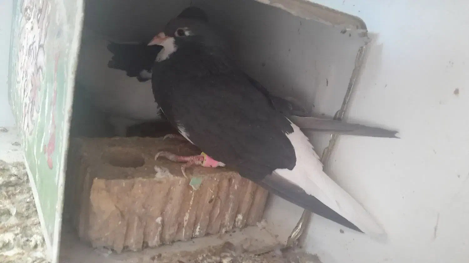 کف..تر شهری|حیوانات|شیراز, محراب|دیوار