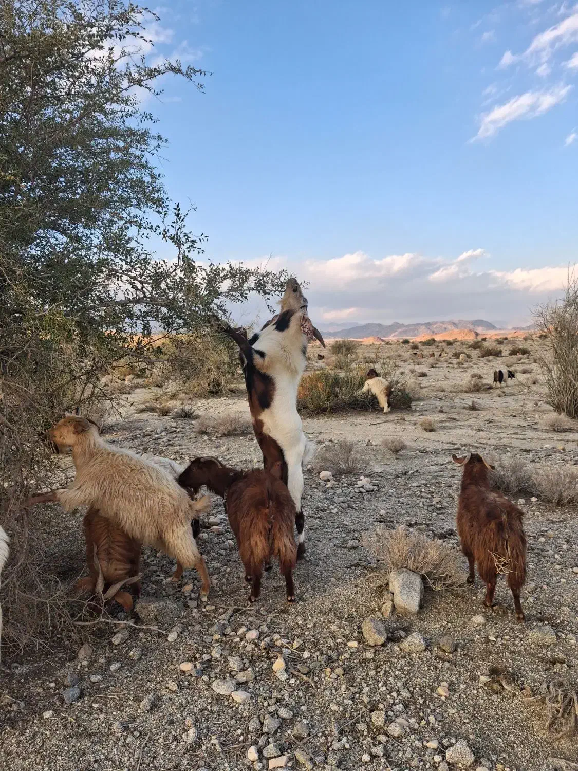 گوسفند|حیوانات مزرعه|جیرفت, |دیوار