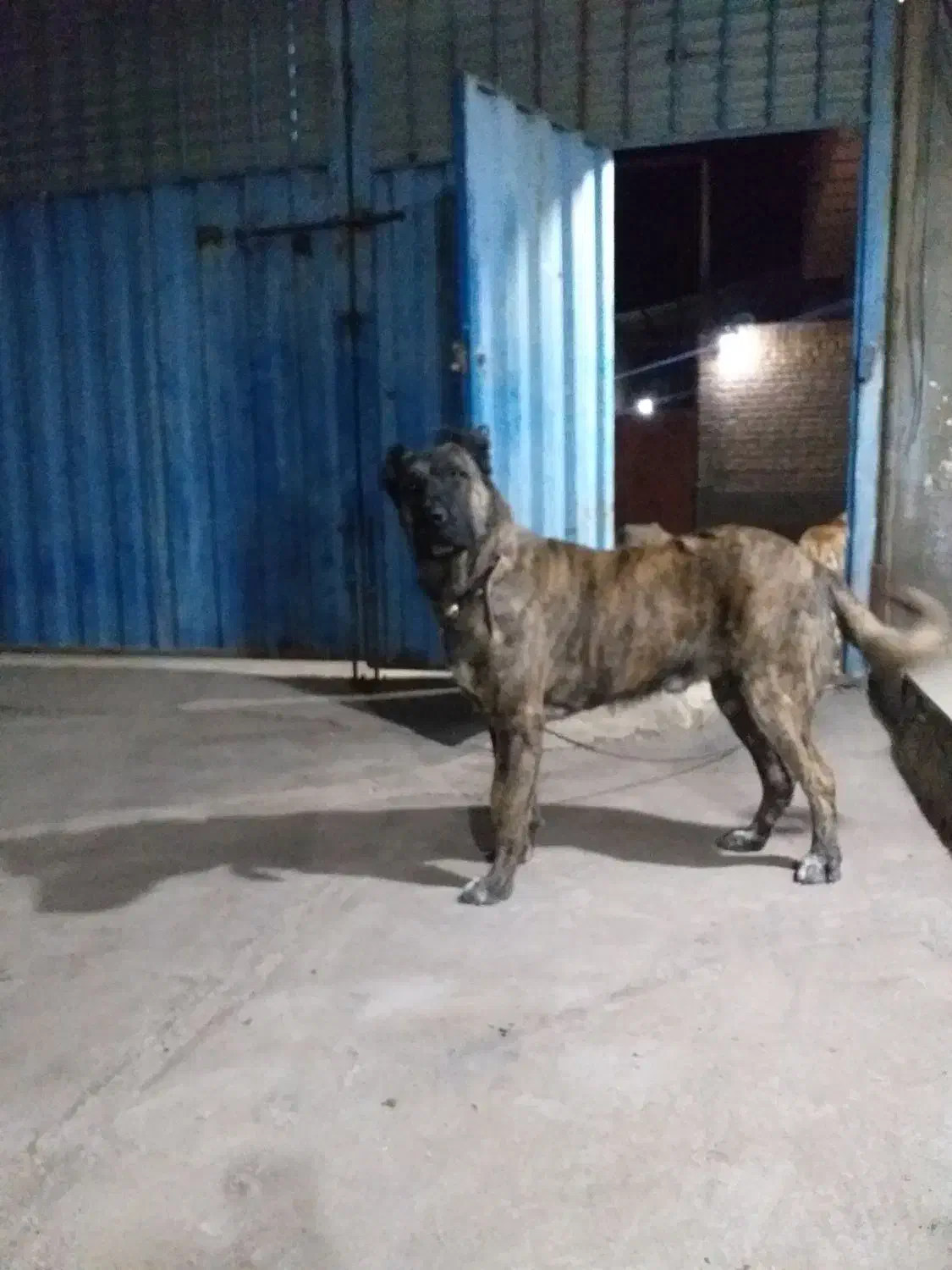 سگگله|سگ|قم, قلعه صدری|دیوار