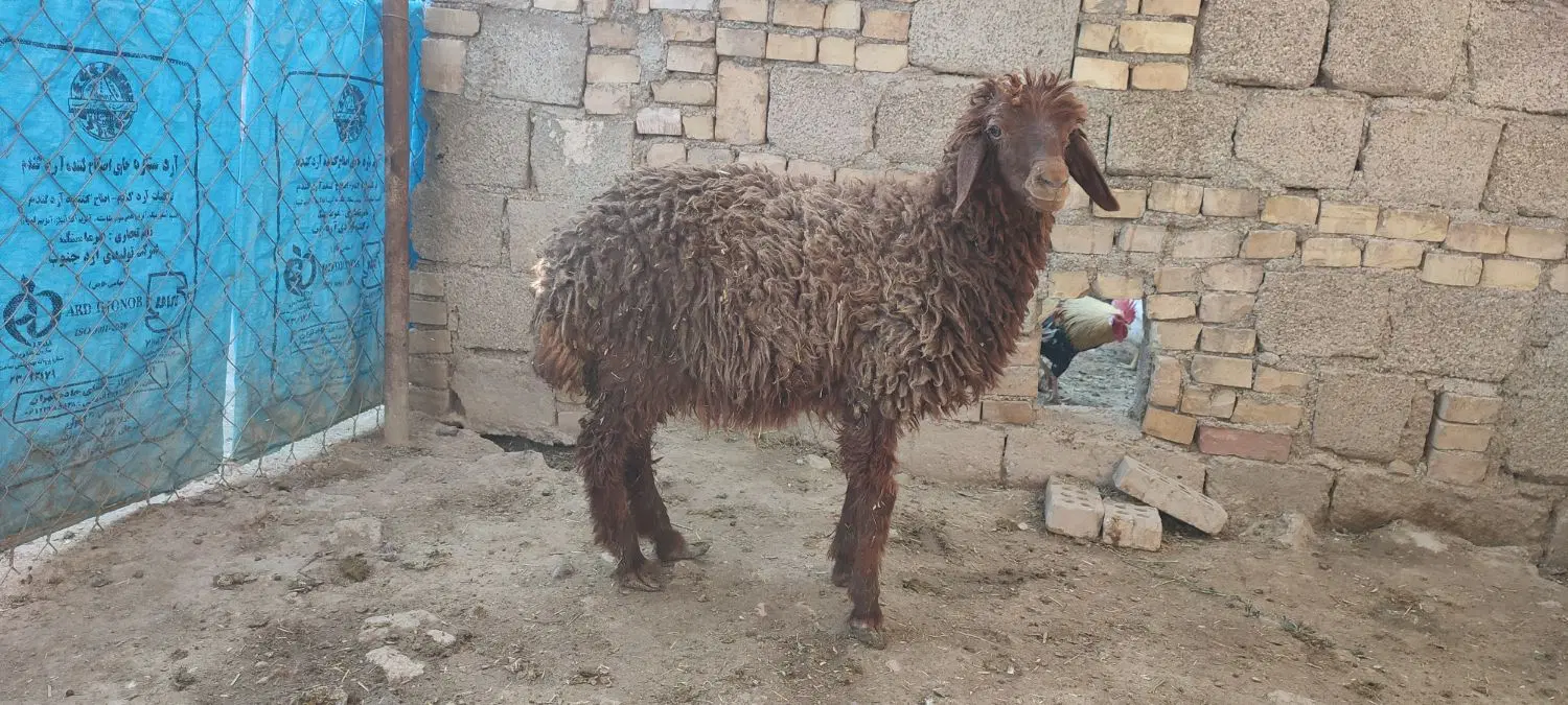 گوسفند|حیوانات مزرعه|باوی, |دیوار