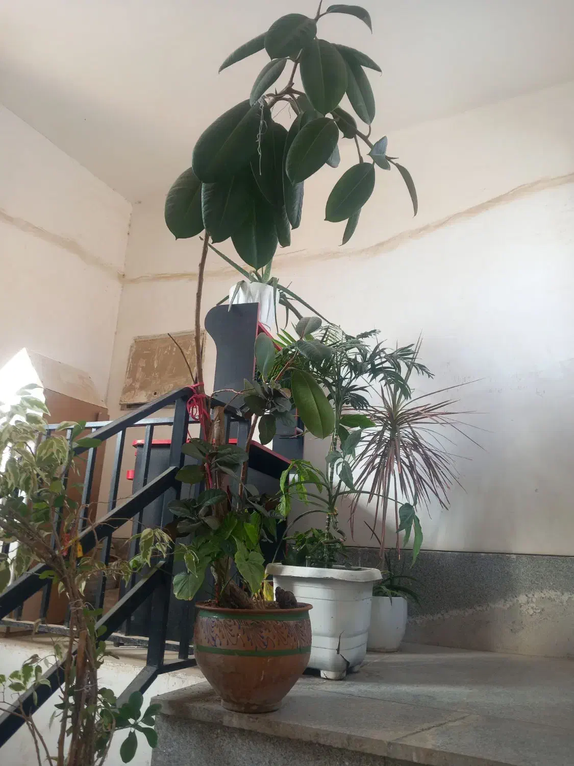 تعدادی گل|گل و گیاه طبیعی|هشتگرد, شهرک گلخانه|دیوار