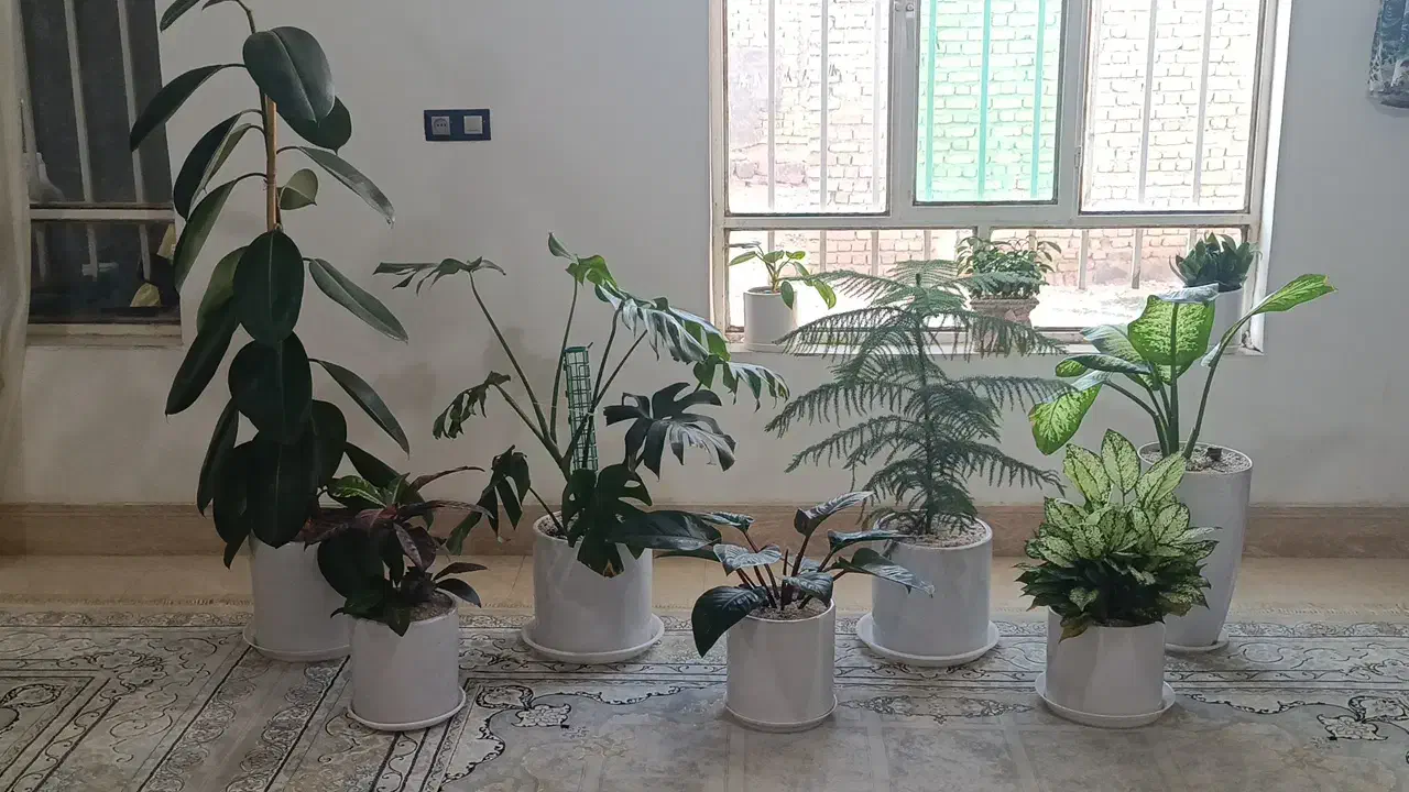 توستر سیجوال و گل|اجاق گاز و لوازم برقی پختوپز|طرقبه, |دیوار