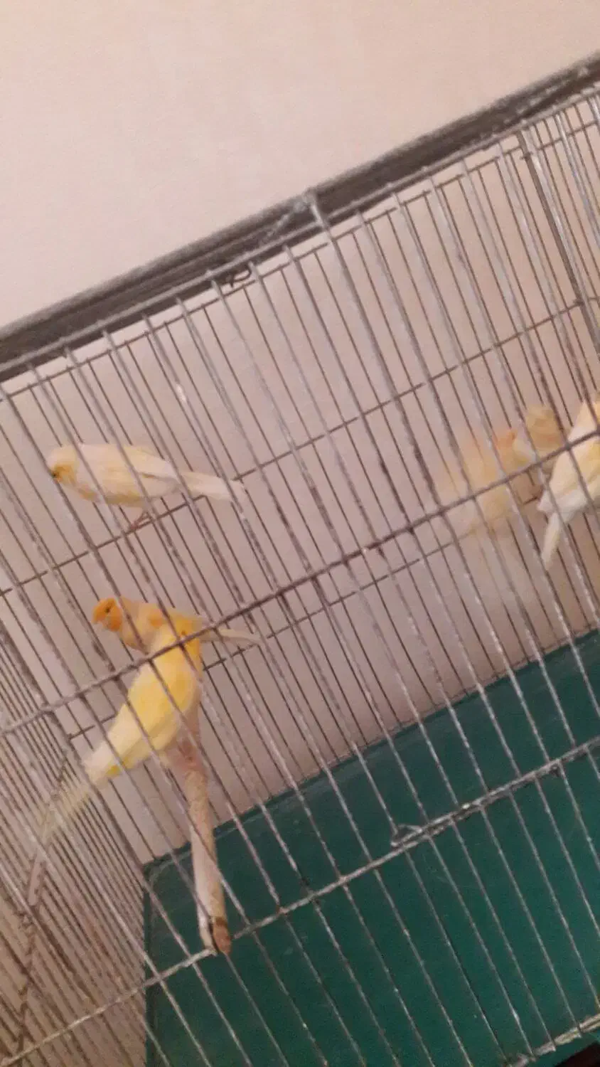 قناری پرتقالی نر مست و بخون|پرنده|اصفهان, قلعه طبره|دیوار