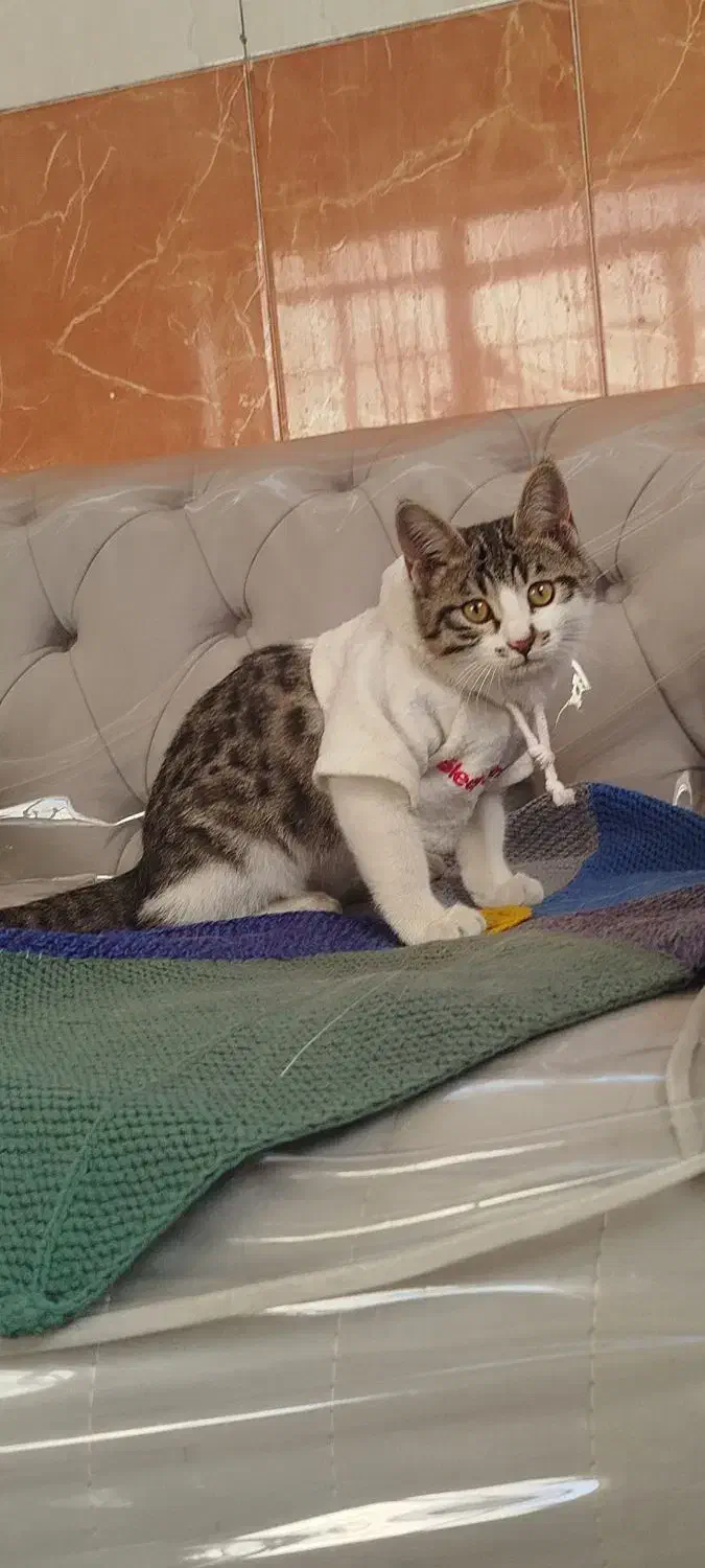 واگذاری رایگان بچه گربه|گربه|شیراز, دلجو|دیوار