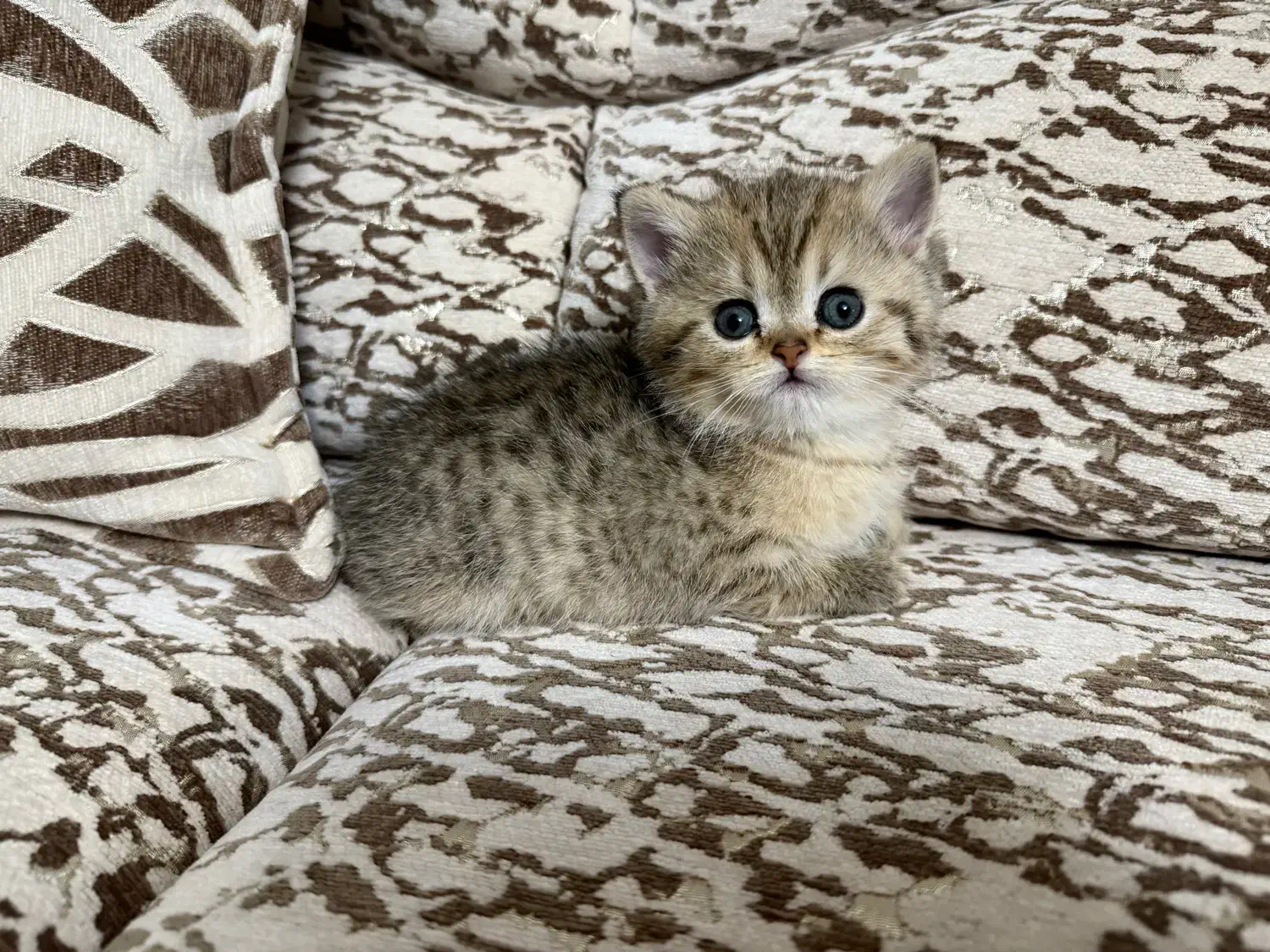 واگذاری گربه بریتیش|گربه|تبریز, |دیوار