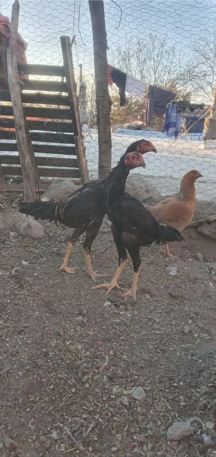 جوجه اوشامو|حیوانات مزرعه|اردبیل, |دیوار