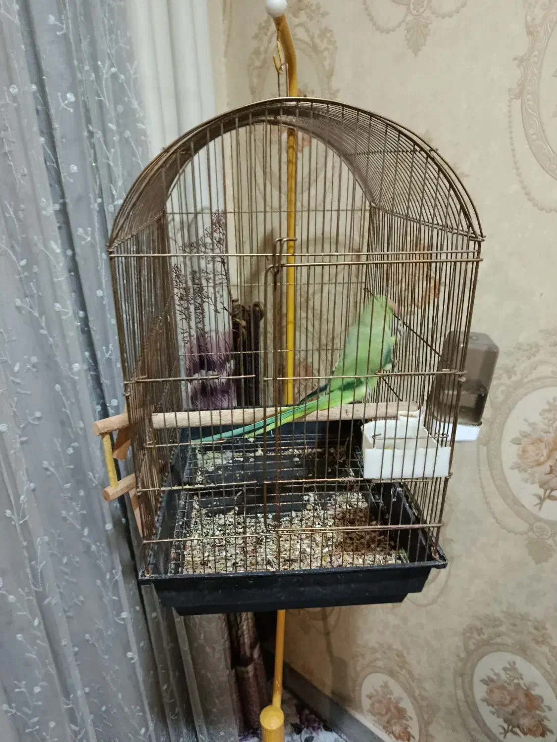 طوطی ملنگو|پرنده|شیراز, کوی زهرا|دیوار