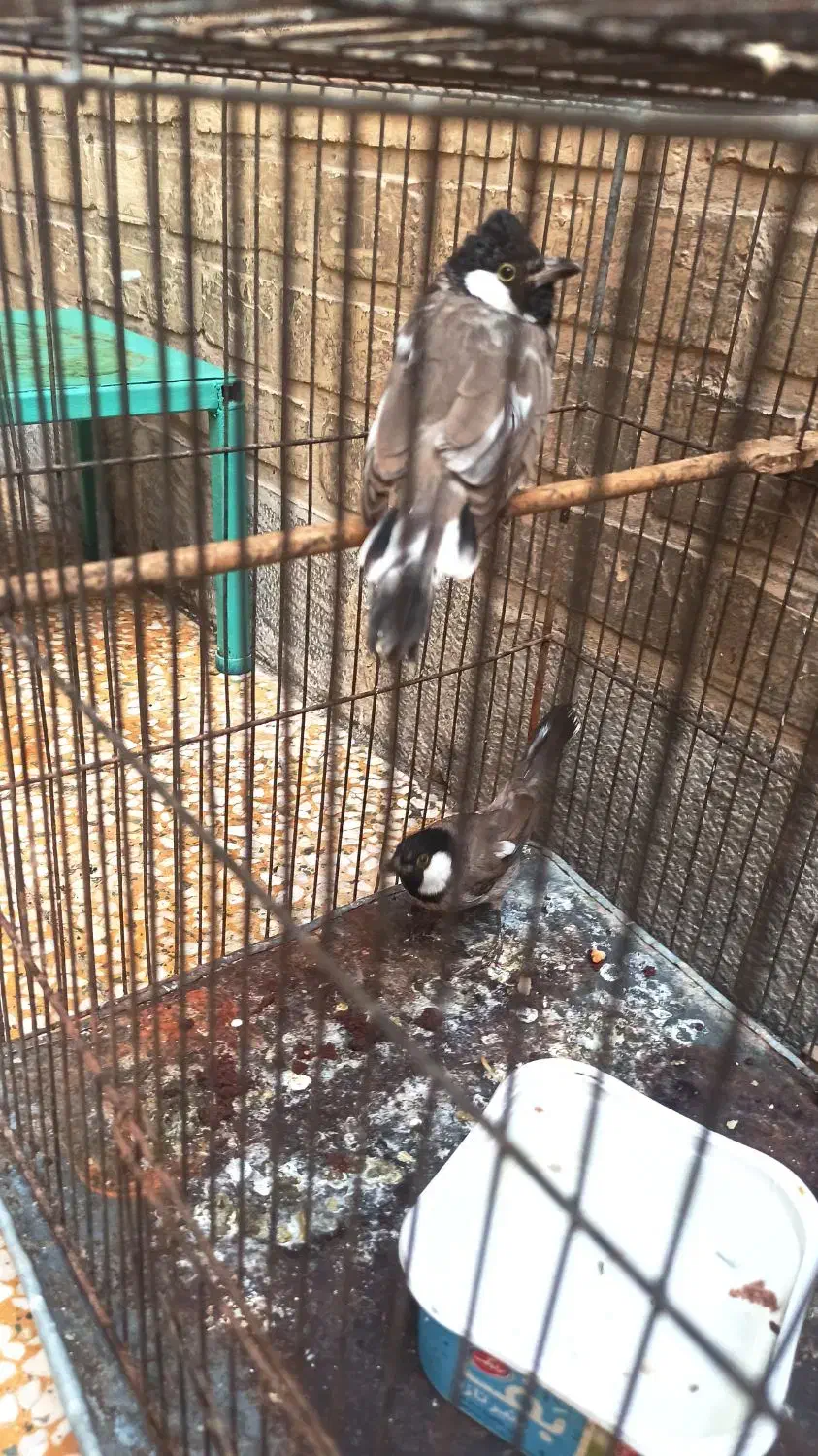 قناری اهلی|پرنده|بهبهان, |دیوار