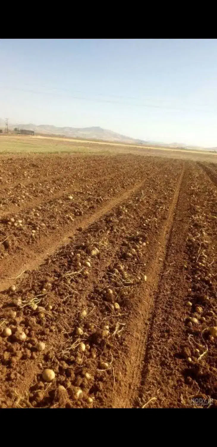 زمین زراعی روستای آدا(آده بزرگ) اده ادا یکونیم طنف|فروش زمین و ملک کلنگی|نوشین شهر, |دیوار