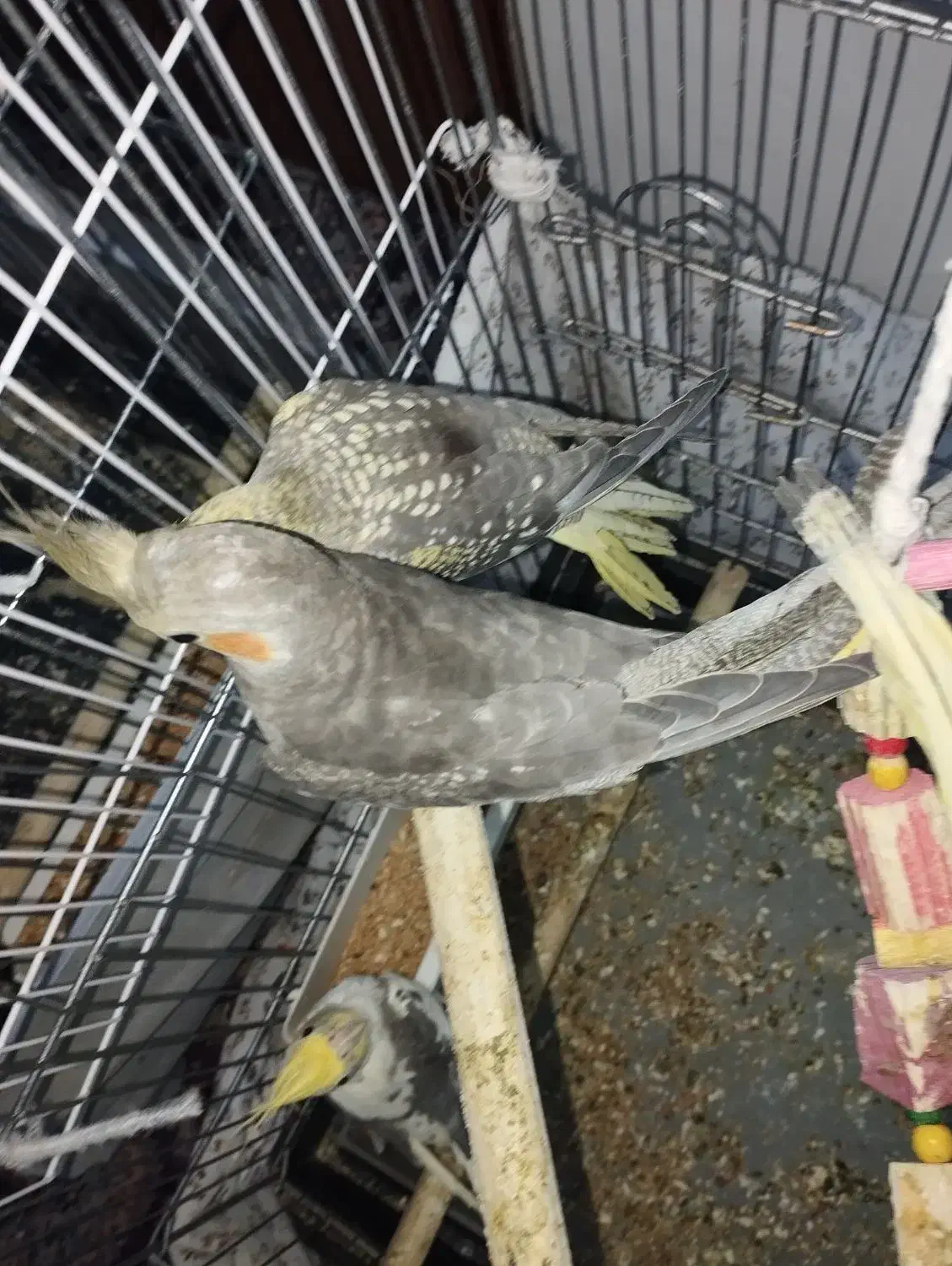 عروس هلندی قیمت مقطود|پرنده|کرج, خلج آباد|دیوار