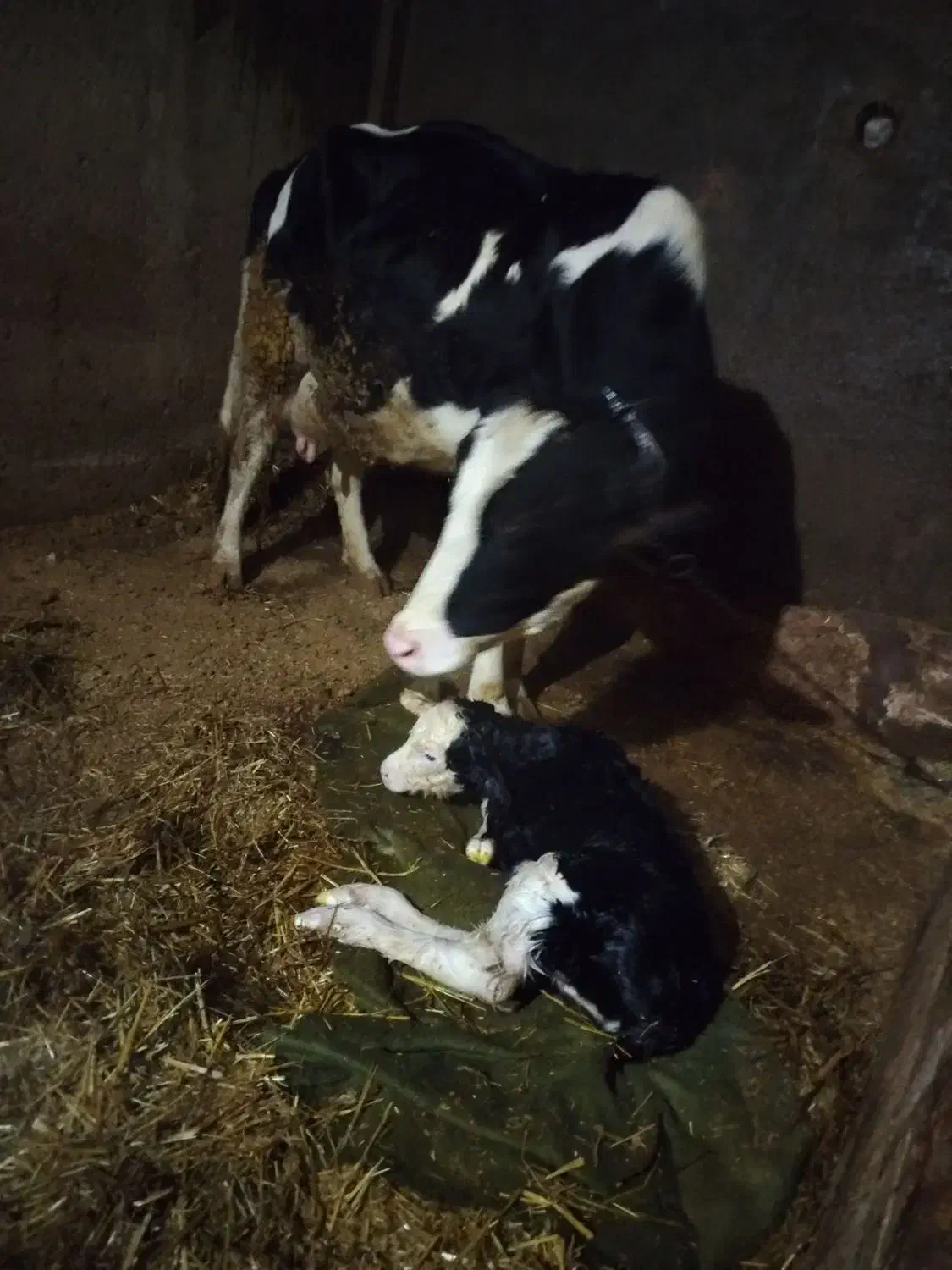 گاو|حیوانات مزرعه|هشترود, |دیوار