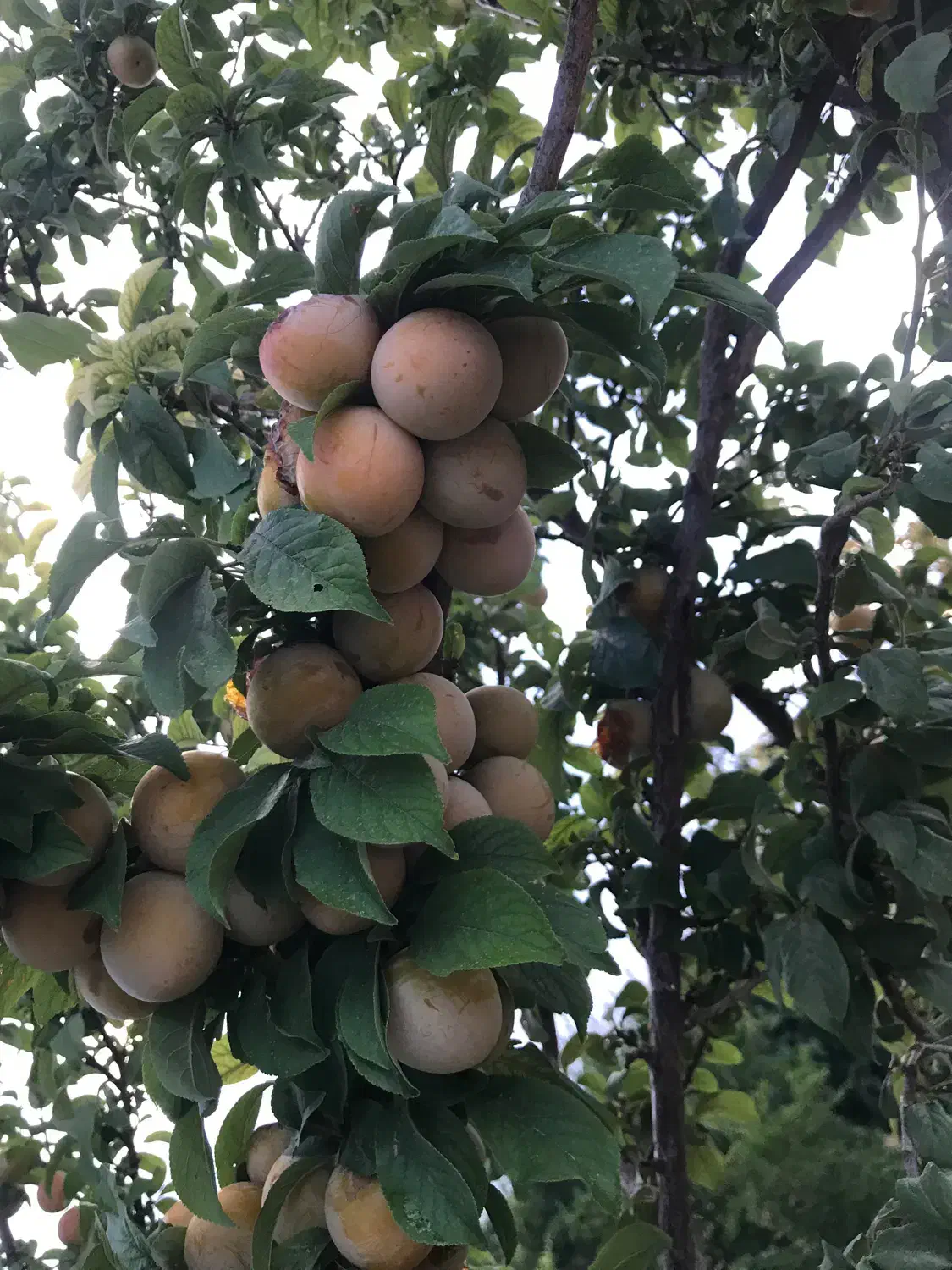 فروش باغ و زمین کشاورزی سند تک برگ|فروش زمین و ملک کلنگی|دهاقان, |دیوار