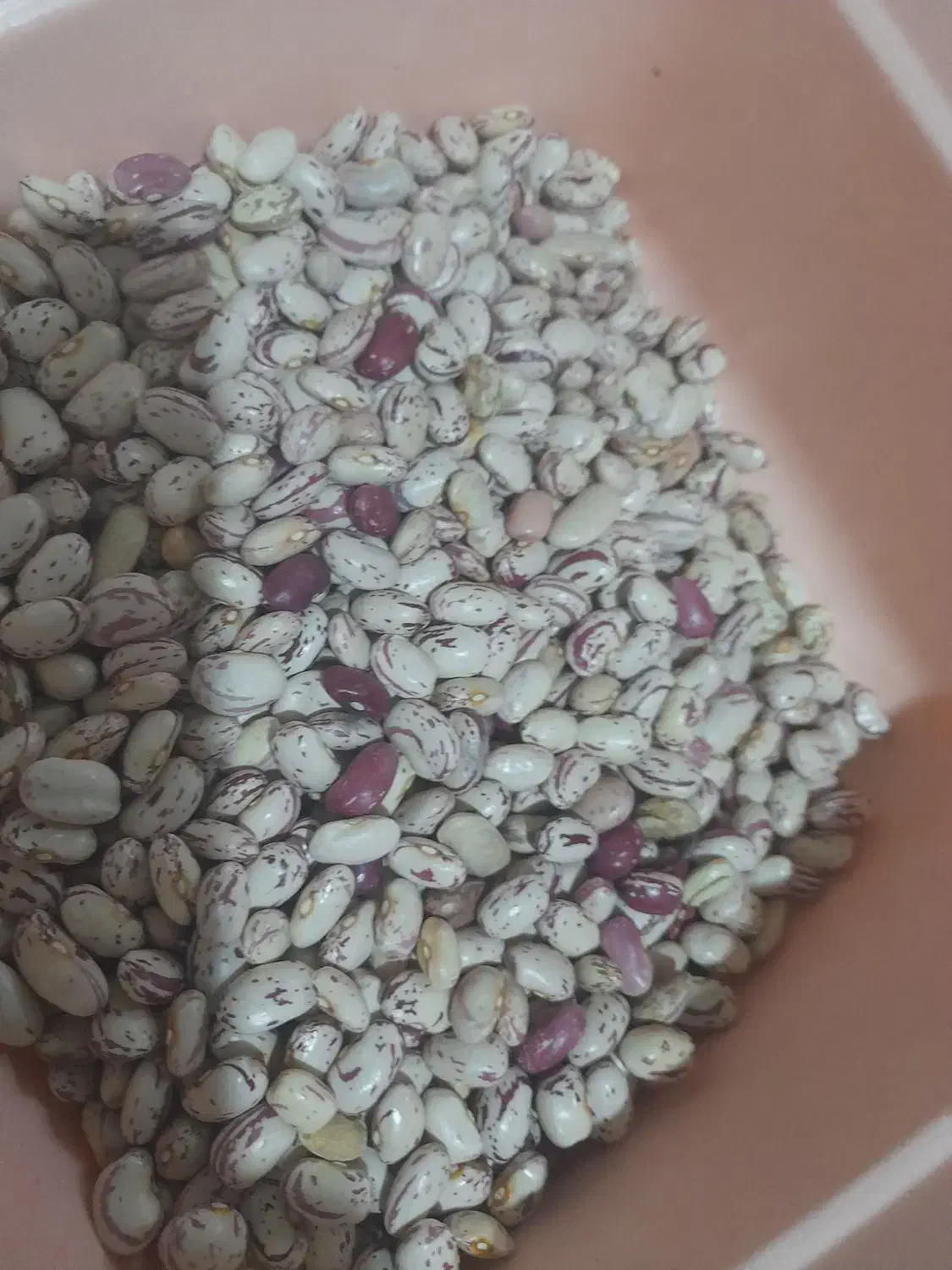 لوبیاچیتی|عمدهفروشی|صائین قلعه, |دیوار