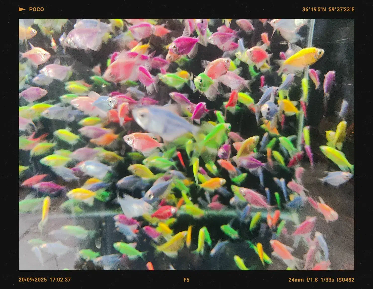 فروش ویژه آذر ماه آغازشد کالر + گلوفیش+ماهی رنگی|ماهی|مشهد, فاطمیه|دیوار