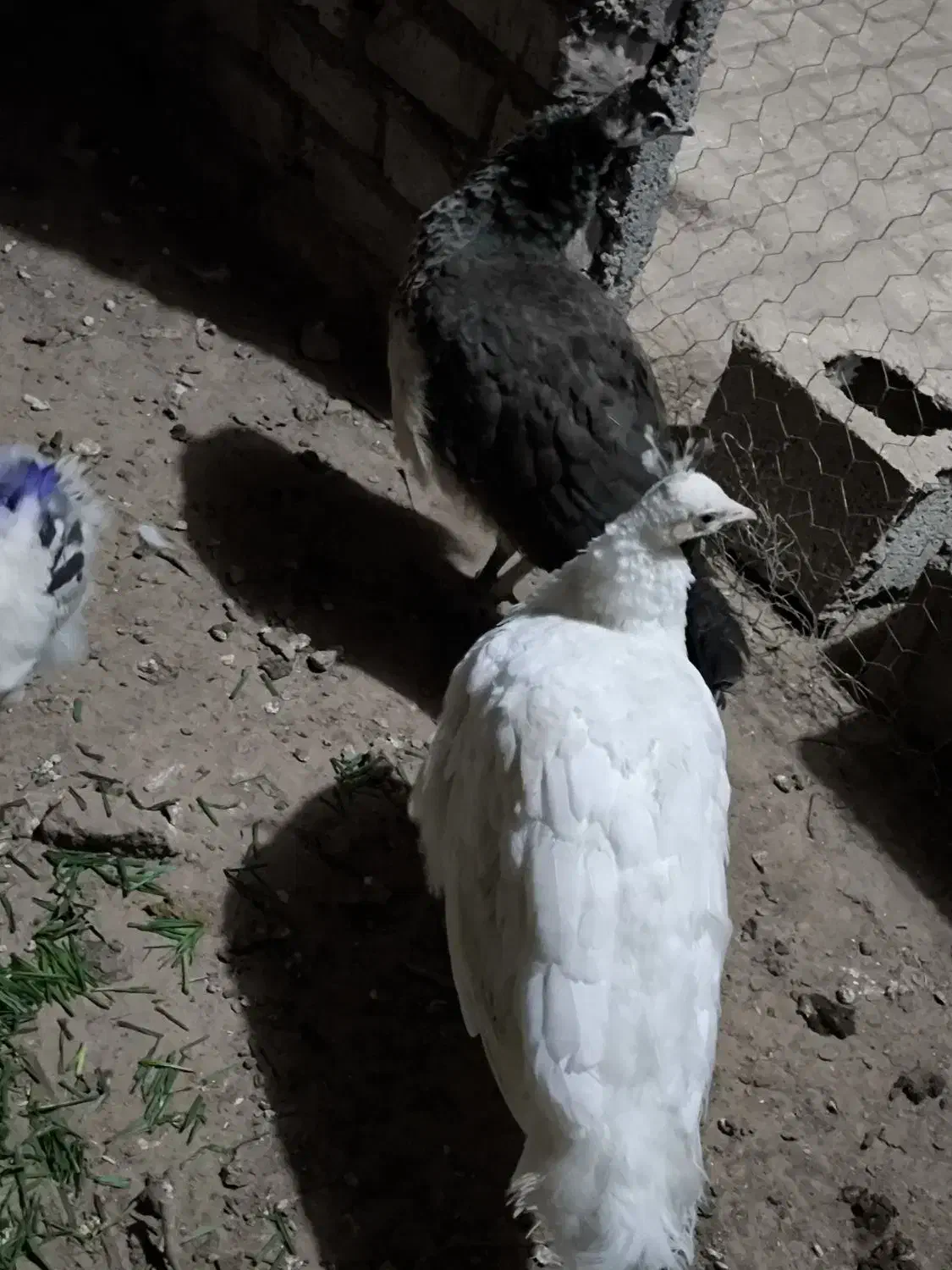 جوجه طاووس|پرنده|مشهد, کوثر|دیوار