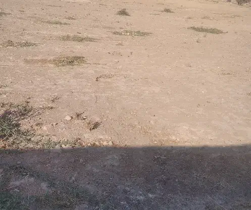 اجاره زمین کشاورزی|اجارهٔ دفتر صنعتی، کشاورزی، تجاری|شبانکاره, |دیوار