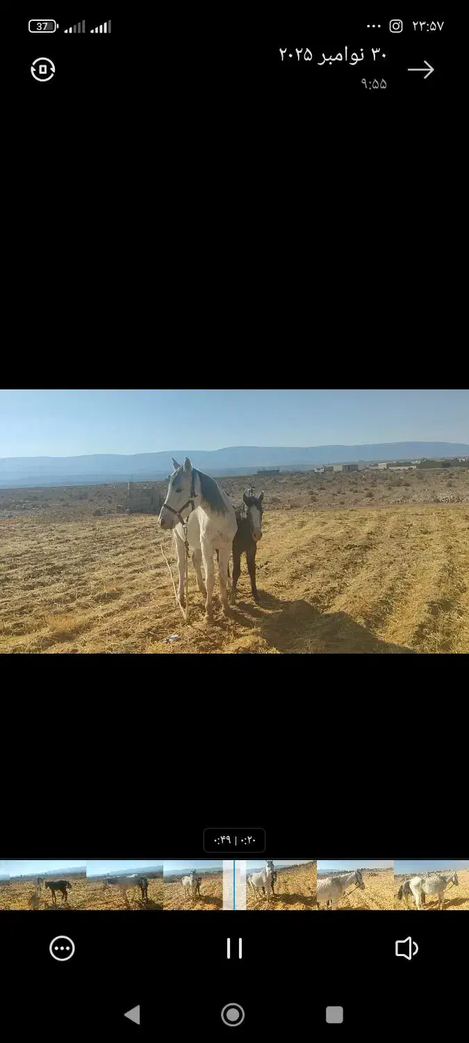 اسب کرد|اسب و تجهیزات اسبسواری|جنت, |دیوار