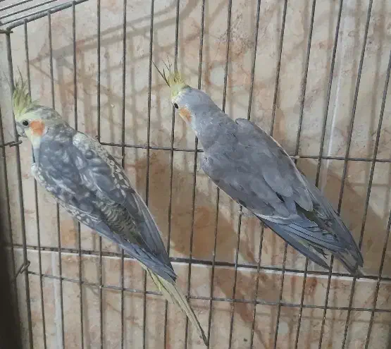 فروش یه جفت عروس هلندی و یه جفت فیشر|پرنده|رفسنجان, |دیوار