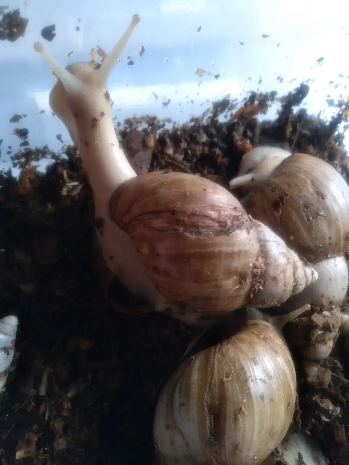 حلزون|خزنده|رفسنجان, |دیوار