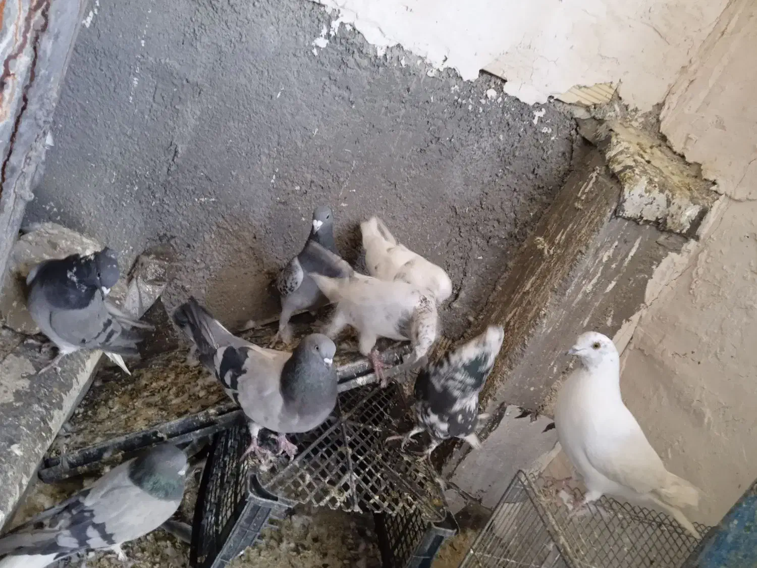 کبوتر پرشی وبازی کن|پرنده|بروجن, |دیوار