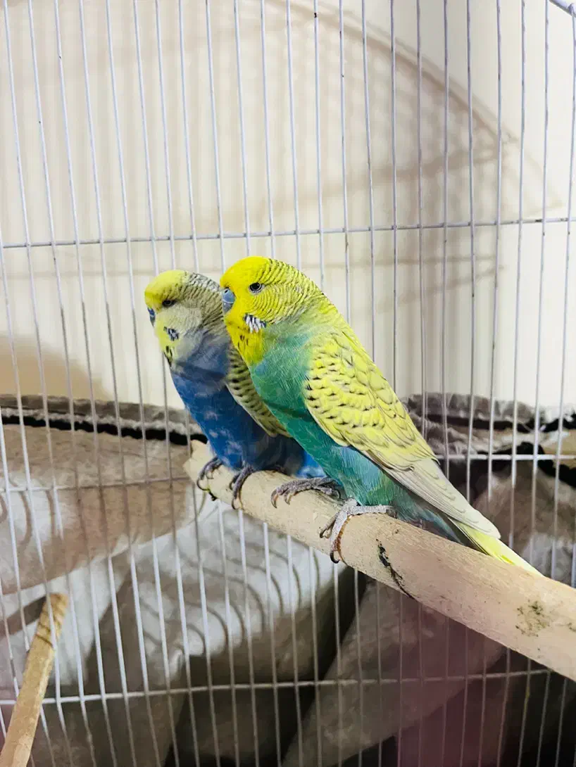 مرغ عشق انگلیسی|پرنده|شیراز, زیباشهر|دیوار