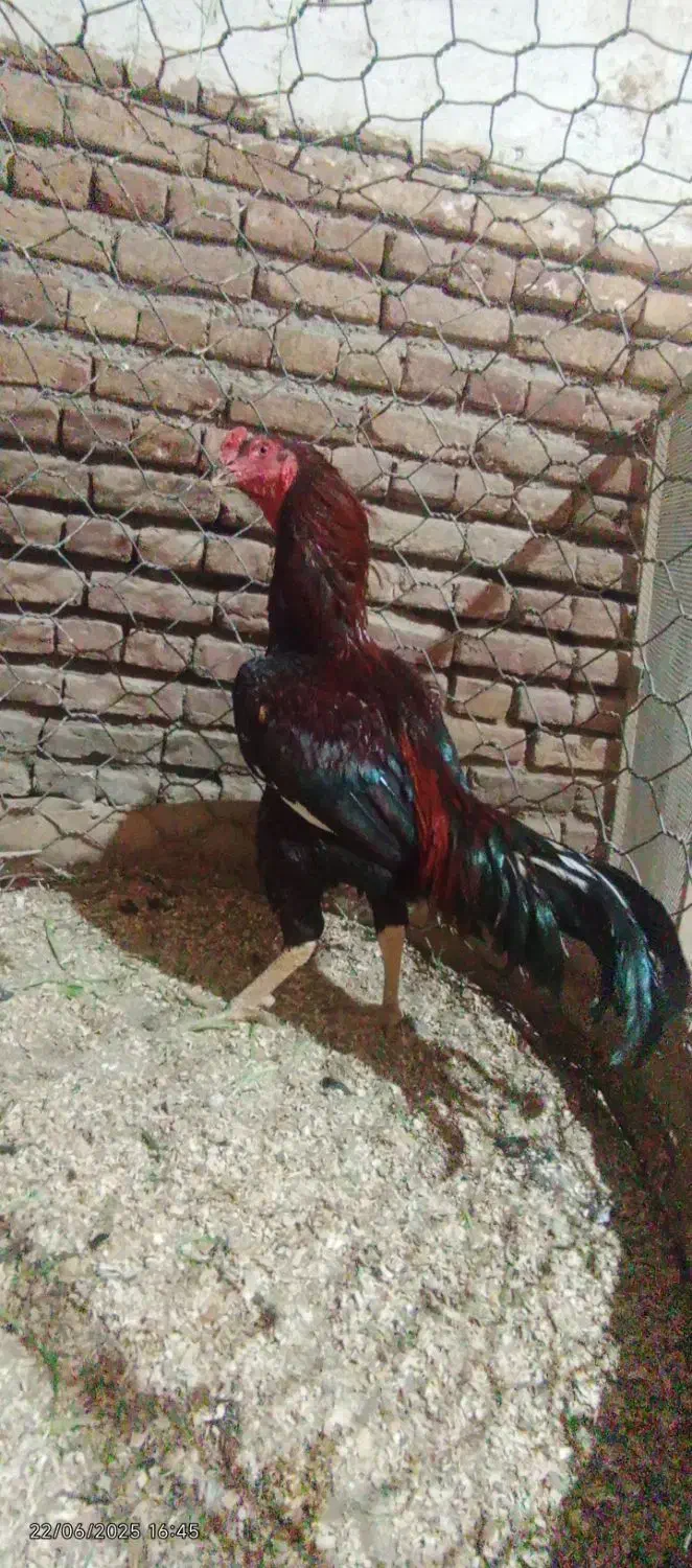 خروس نسل دار|حیوانات مزرعه|شبستر, |دیوار