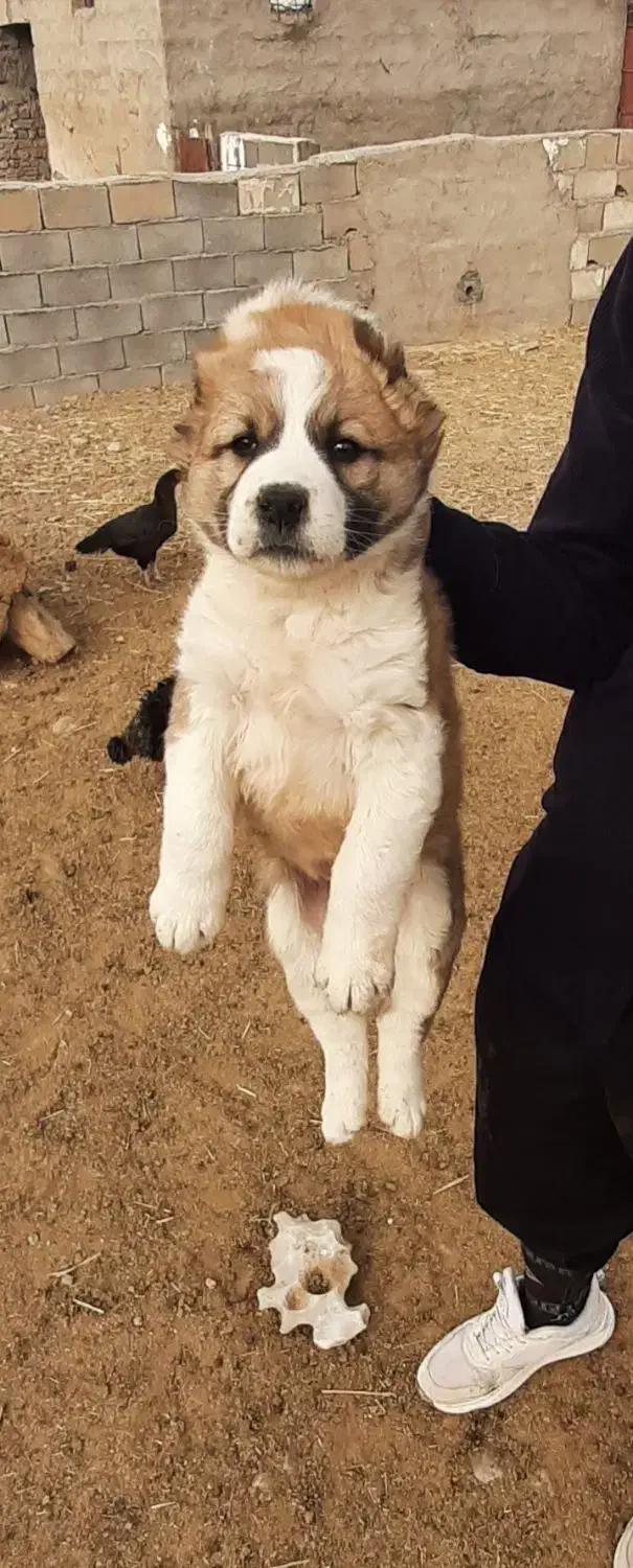 توله سگ|سگ|شیروان (خراسان), |دیوار