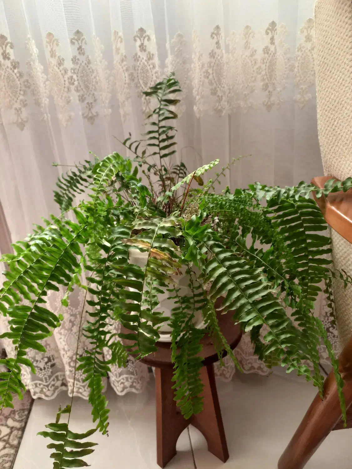 گل طبیعی|گل و گیاه طبیعی|اسدآباد, |دیوار