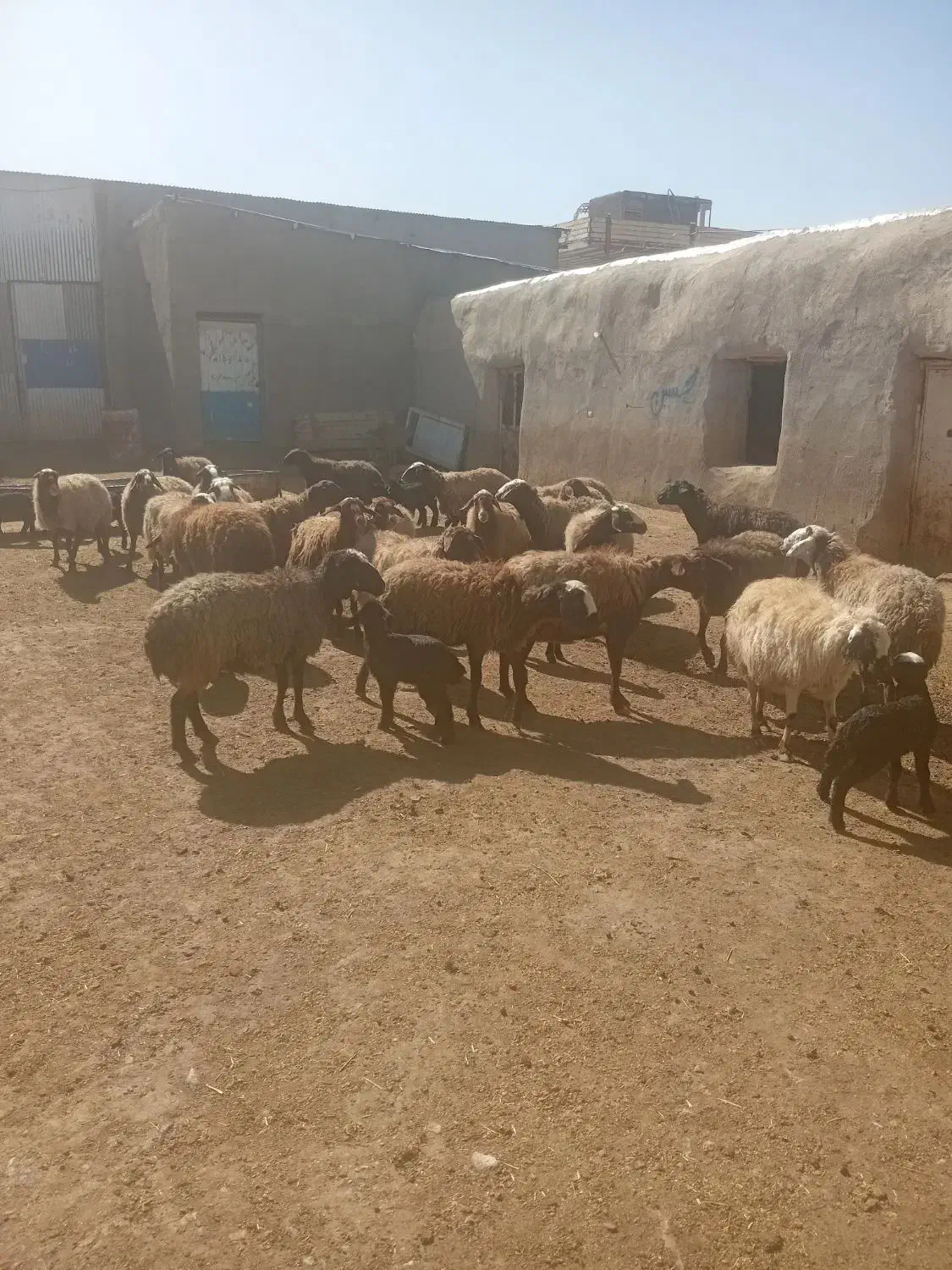 گوسفند|حیوانات مزرعه|قیدار, |دیوار