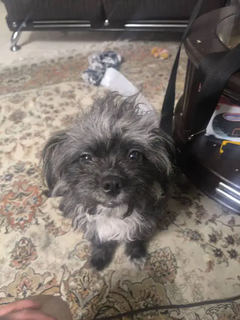 حیوان خانگی|سگ|صدرا-فارس, فاز ۱|دیوار