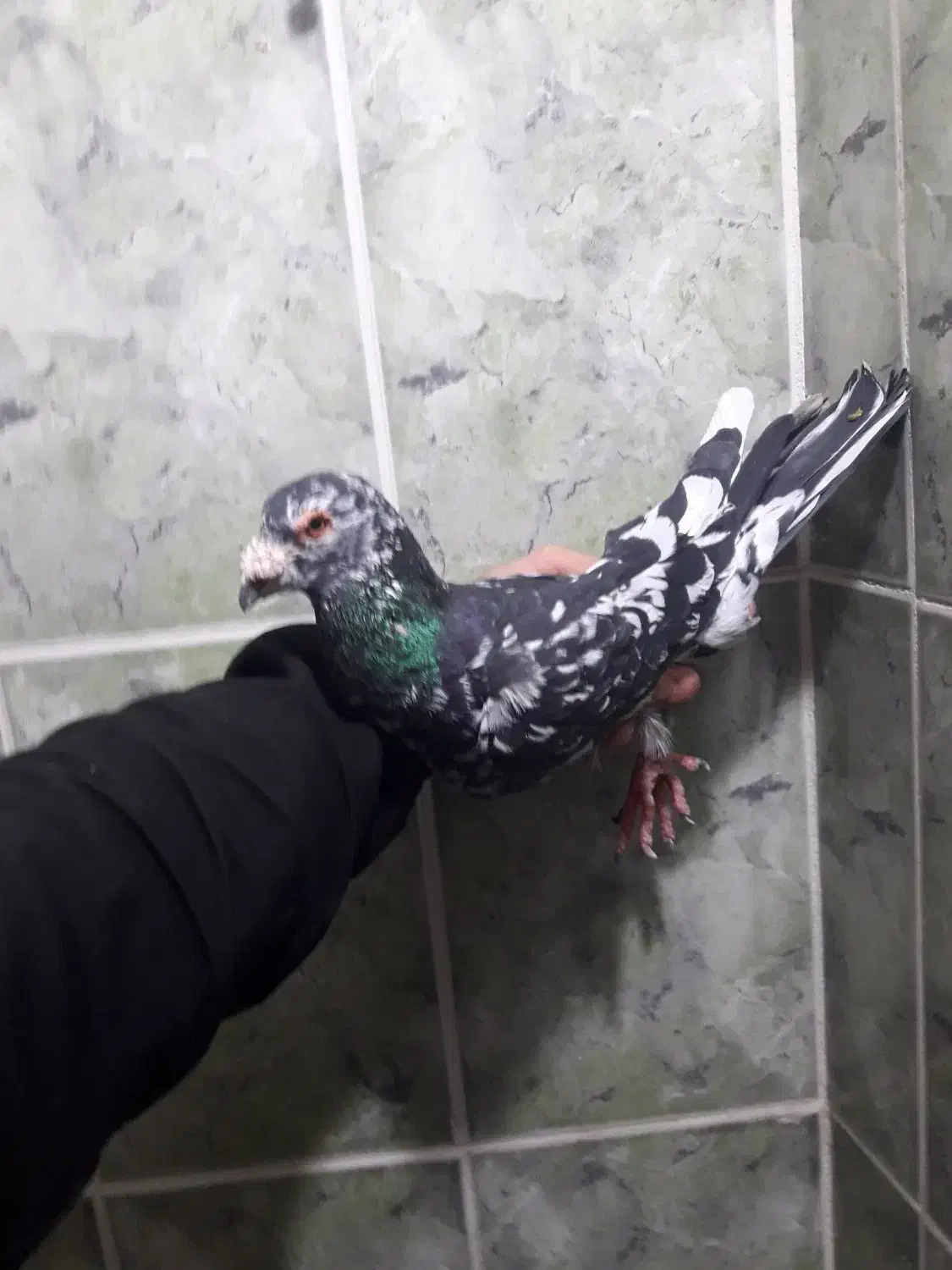 پرنده کبوتر نر رنگی|پرنده|آبادان, |دیوار